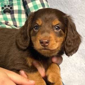 Wilbur, Dachshund Puppy