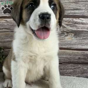 Spotty, Saint Bernard Puppy