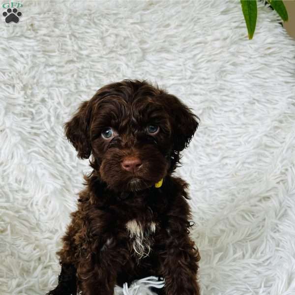 Yale, Portuguese Water Dog Puppy