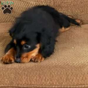 Sandy, Cavapoo Puppy