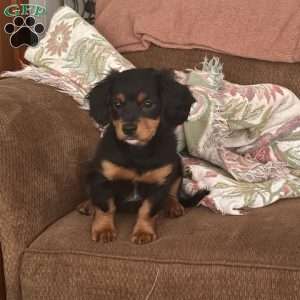 Sandy, Cavapoo Puppy