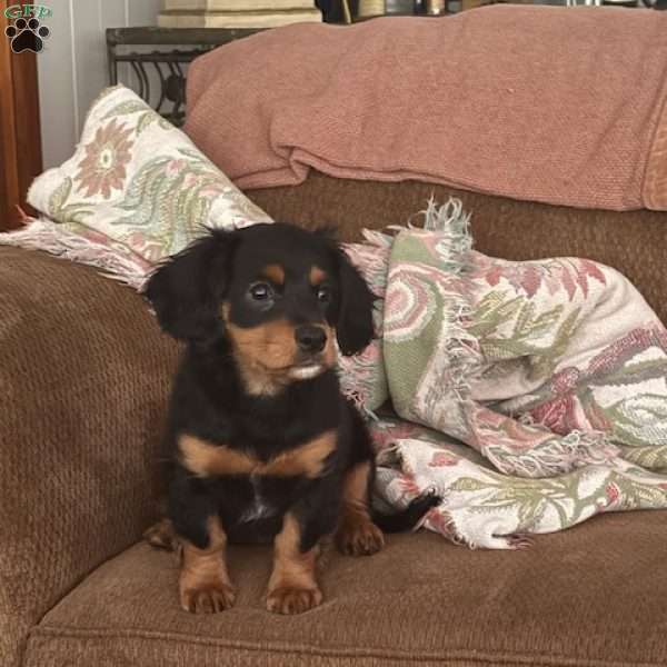 Sandy, Cavapoo Puppy