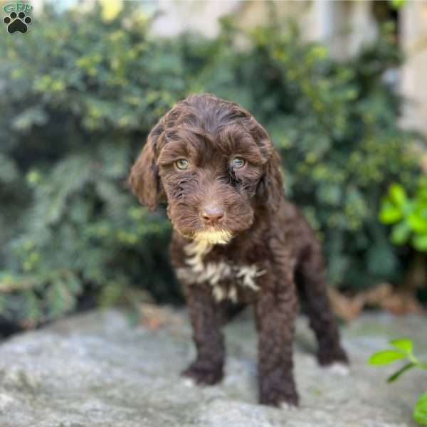 Olive, Portuguese Water Dog Puppy