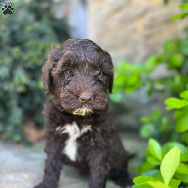 Sonny, Portuguese Water Dog Puppy