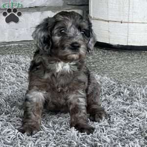 Kenzie, Mini Labradoodle Puppy