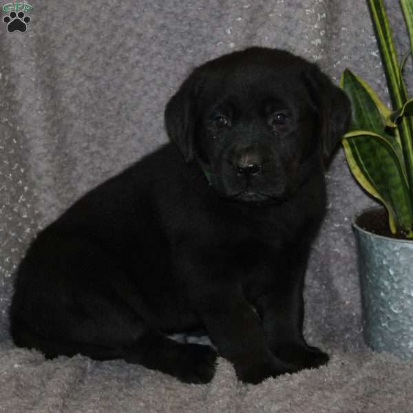 Smokey, Black Labrador Retriever Puppy
