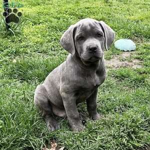 Peyton, Cane Corso Puppy