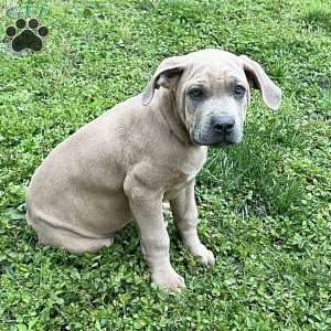 Peanut, Cane Corso Puppy