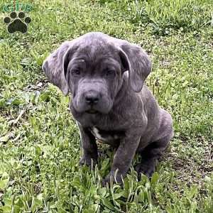 Prince, Cane Corso Puppy