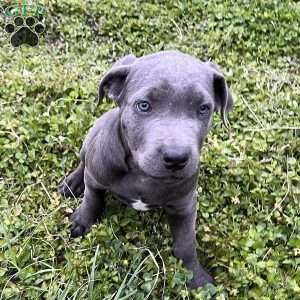 Phoenix, Cane Corso Puppy