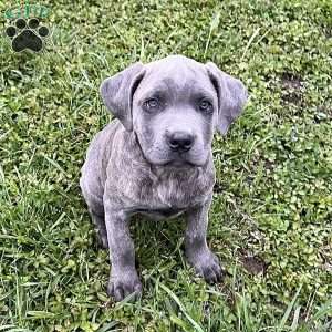 Parker, Cane Corso Puppy