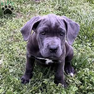 Phoebe, Cane Corso Puppy