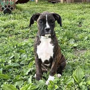 Onyx, Boxer Puppy