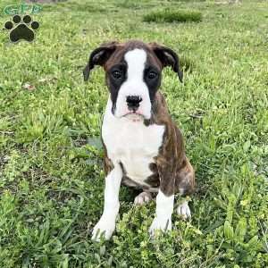 Olivia, Boxer Puppy