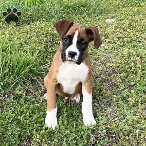 Orlando, Boxer Puppy