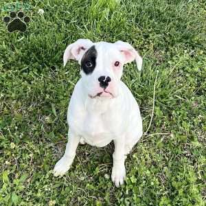 Natalie, Boxer Puppy