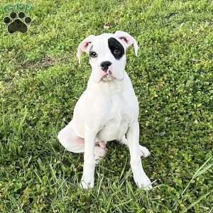 Neill, Boxer Puppy