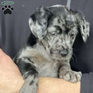 Kane, Mini Labradoodle Puppy