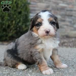 Bowie, Mini Bernedoodle Puppy