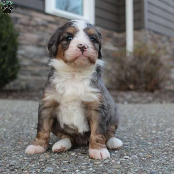 Brynn, Mini Bernedoodle Puppy