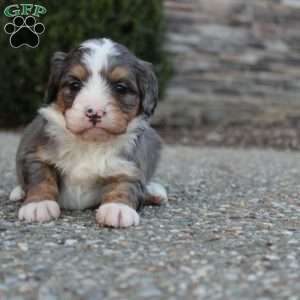 Brynn, Mini Bernedoodle Puppy