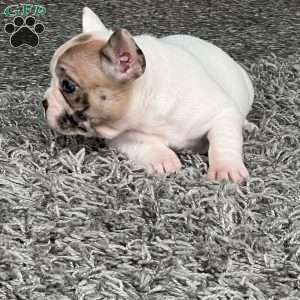 Jinger, French Bulldog Puppy