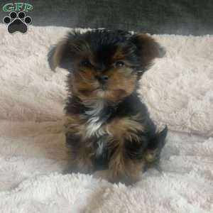 Tucker, Yorkie Puppy