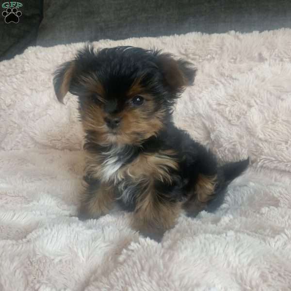 Tucker, Yorkie Puppy