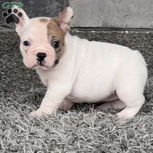 Jinger, French Bulldog Puppy