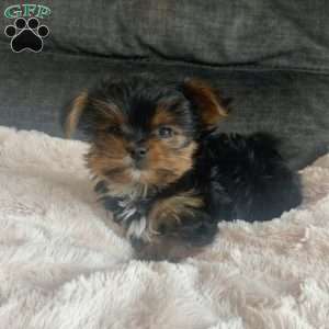 Tucker, Yorkie Puppy