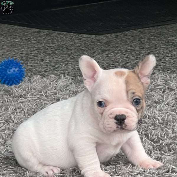 Jinger, French Bulldog Puppy
