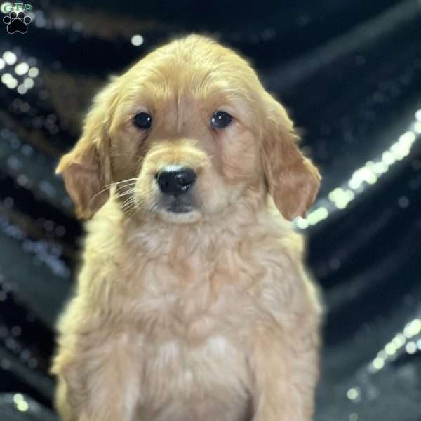 Darlene, Golden Retriever Puppy