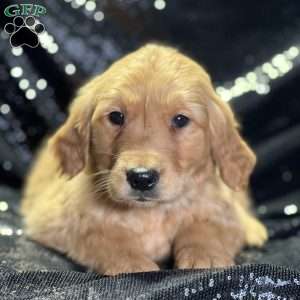 Darlene, Golden Retriever Puppy
