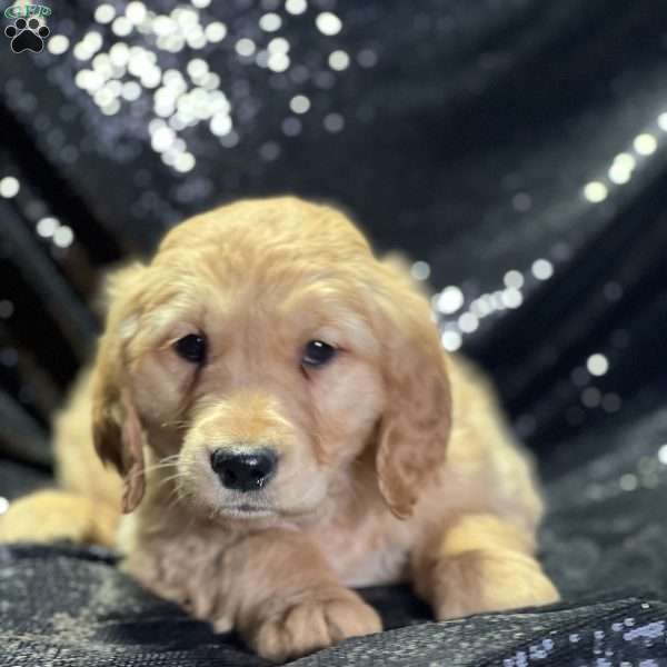 Dara, Golden Retriever Puppy