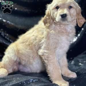 Dara, Golden Retriever Puppy