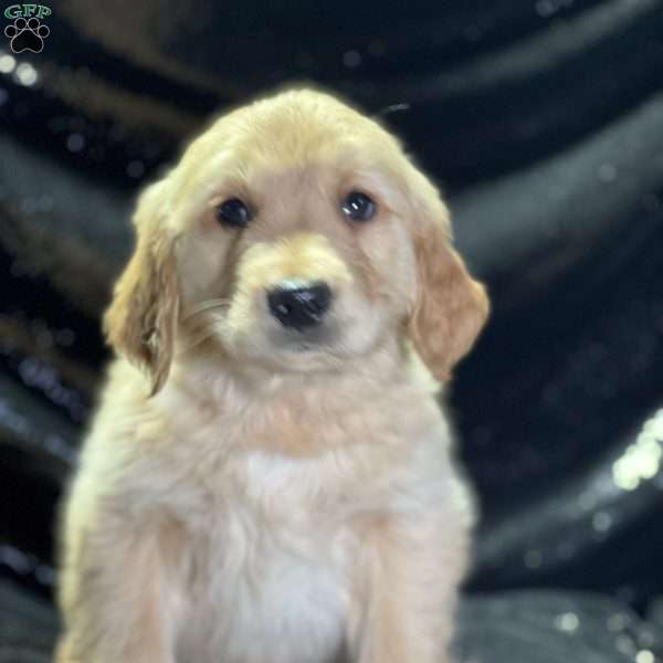 Daniel, Golden Retriever Puppy