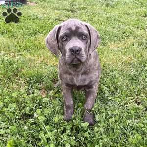 Peyton, Cane Corso Puppy