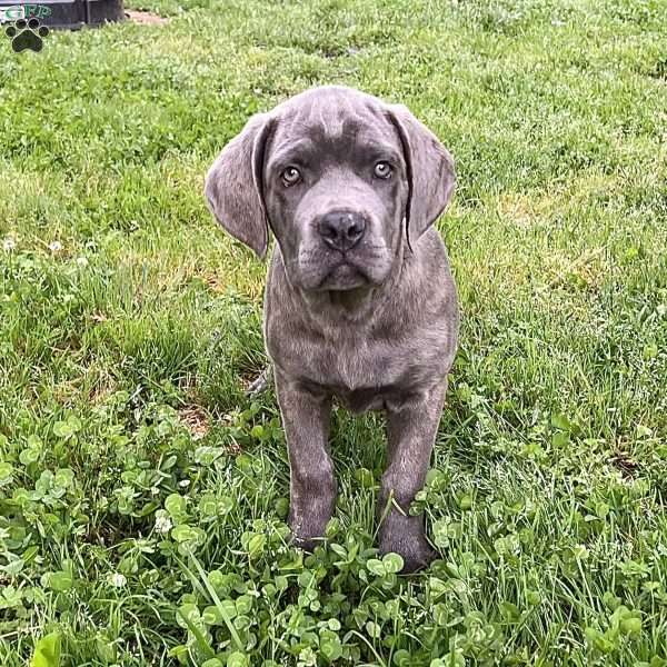 Peyton, Cane Corso Puppy