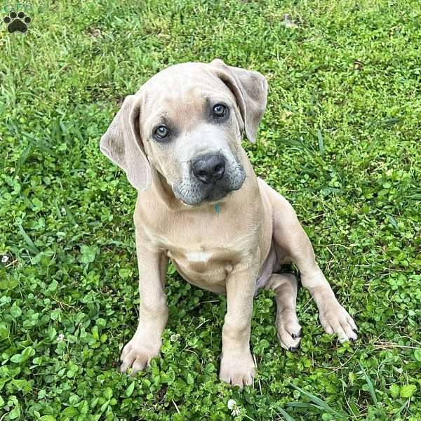 Peanut, Cane Corso Puppy