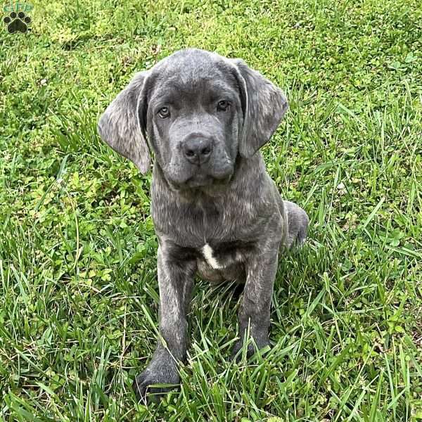 Prince, Cane Corso Puppy