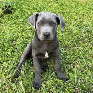 Phoenix, Cane Corso Puppy