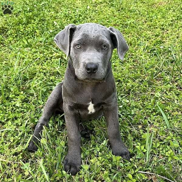 Phoenix, Cane Corso Puppy