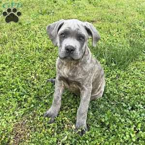 Parker, Cane Corso Puppy