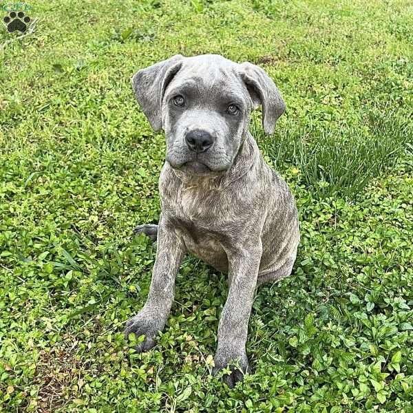 Parker, Cane Corso Puppy