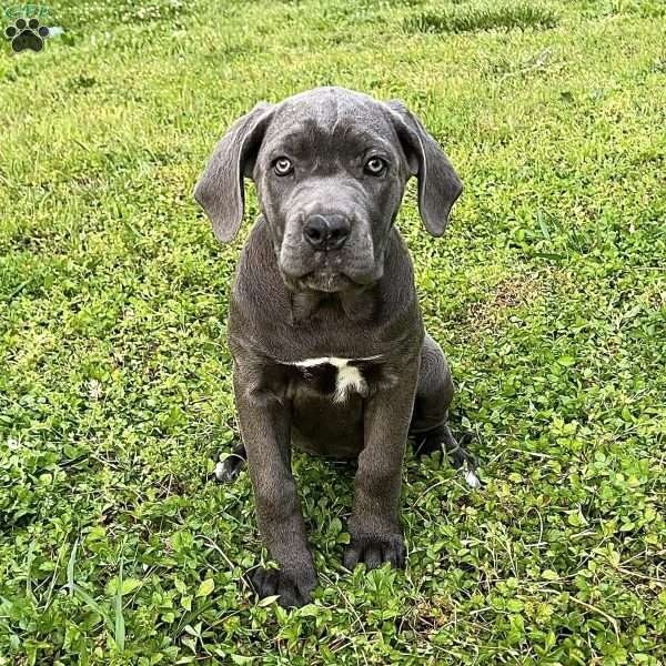 Phoebe, Cane Corso Puppy