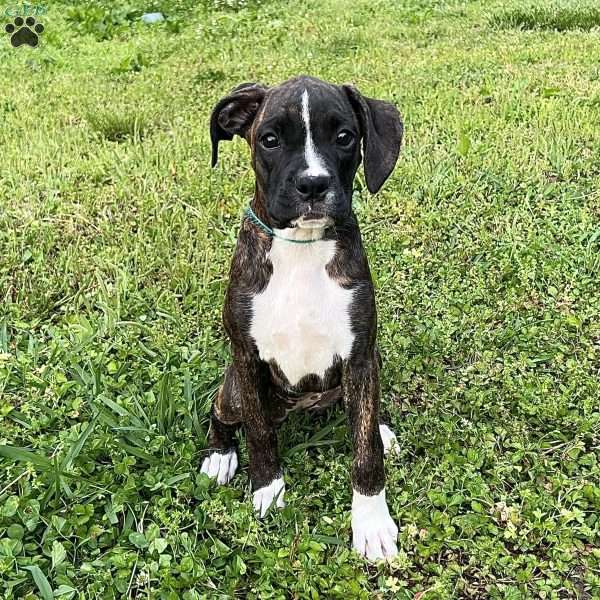 Onyx, Boxer Puppy