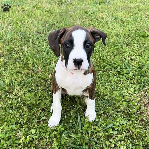 Olivia, Boxer Puppy
