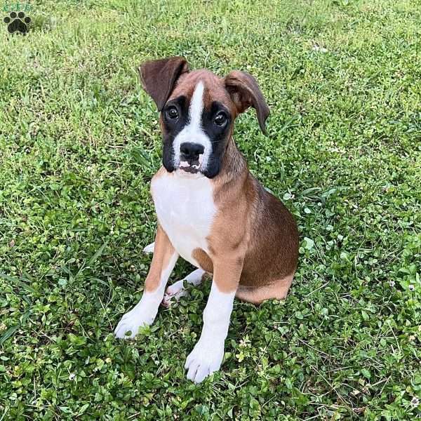 Orlando, Boxer Puppy