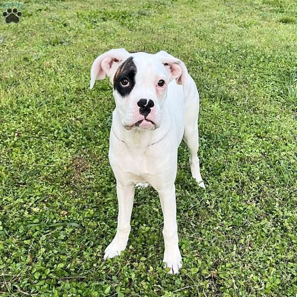 Natalie, Boxer Puppy