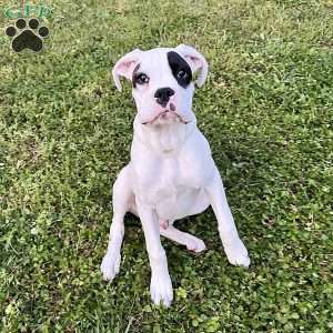 Neill, Boxer Puppy
